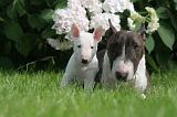 BULL TERRIER MINIATURE 154